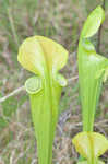 Green pitcherplant